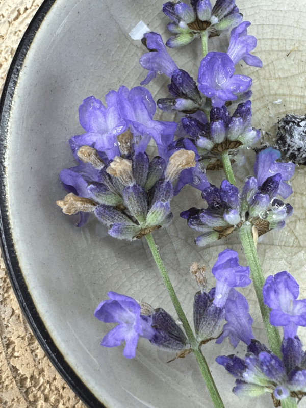 lavender sprig